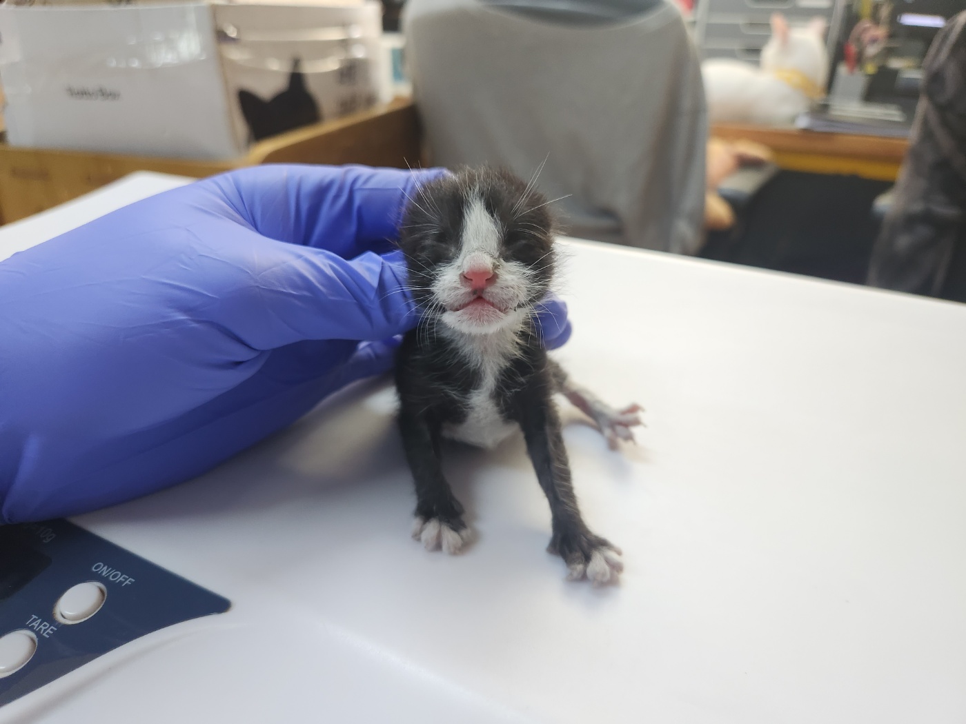 [고양이] 한국 고양이 광주-북구-2024-00541 유기동물 배경 이미지 입니다.